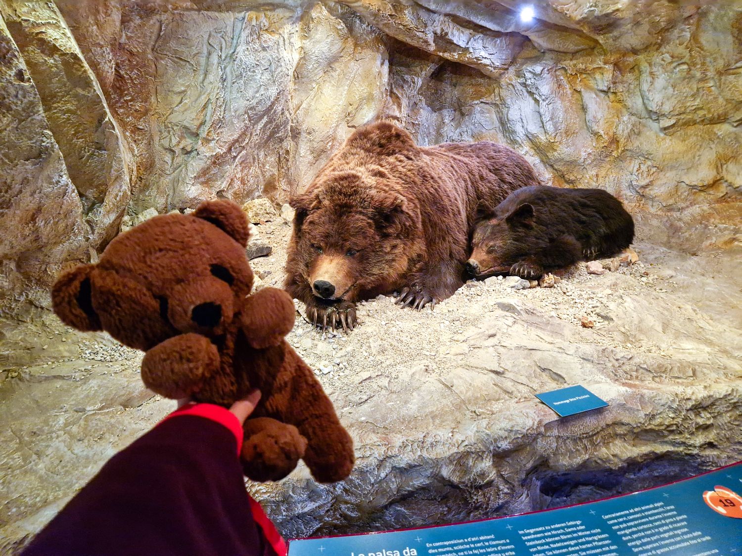 Things to Do in the Dolomites That Are Actually Worth It 44 A small brown teddy bear is held up in front of two large bears resting inside a rocky museum-style cave display. Warm lighting highlights the textured stone walls and the thick fur of the adult and cub bears lying on the sandy ground.