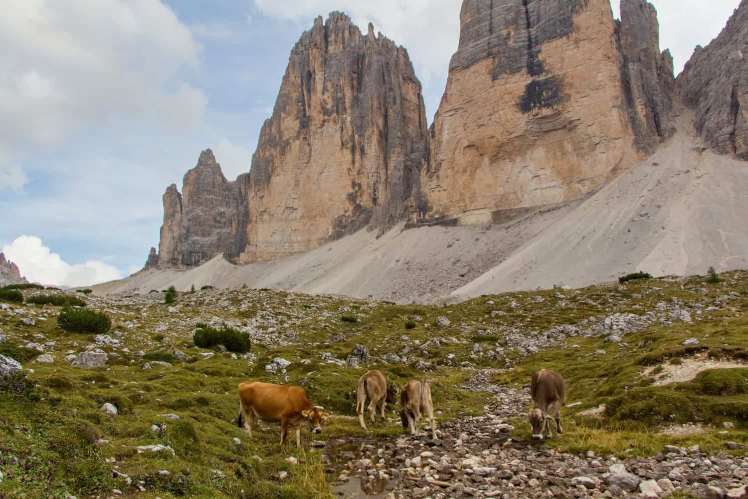 four cows grazing in a pasture by the base of tre cime di lavaredo mountains in the dolomites