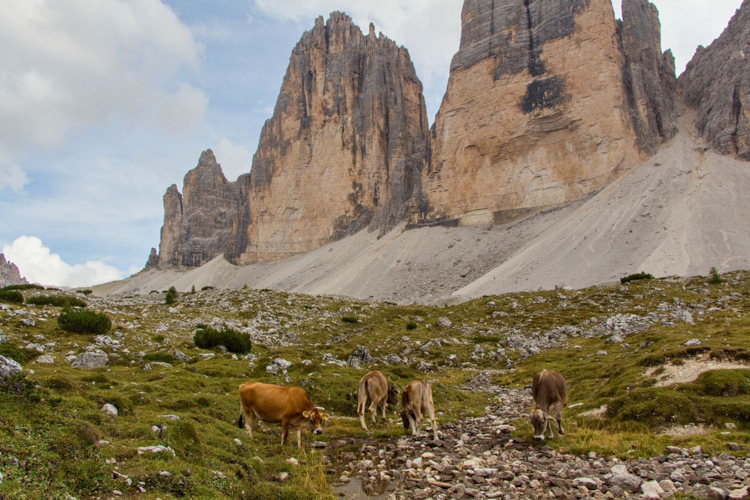 four cows grazing in a pasture by the base of tre cime di lavaredo mountains in the dolomites