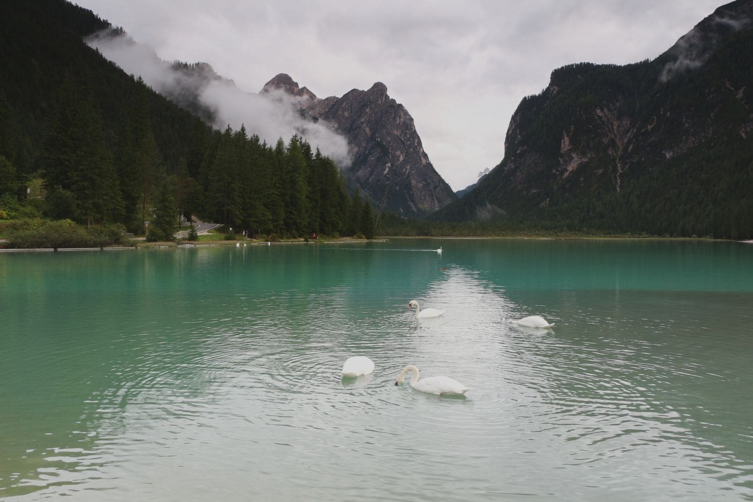 swans swimming in the turquoise waters of lake dobbiaco with mountains in the background