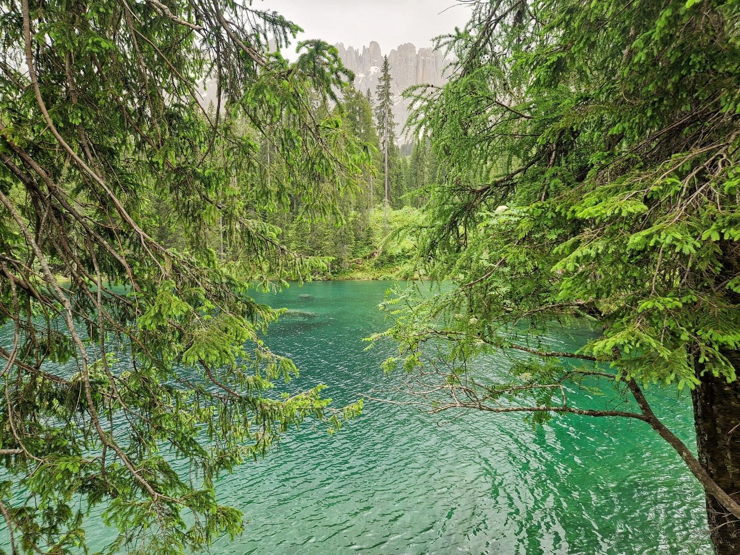 A serene lake with clear emerald-green water, known as Lake Carezza or Lago di Carezza, is surrounded by lush green pine trees and dense forest. The view is framed by overhanging tree branches, revealing the tranquility of the natural landscape. In the background, the faint outline of mountains can be seen.