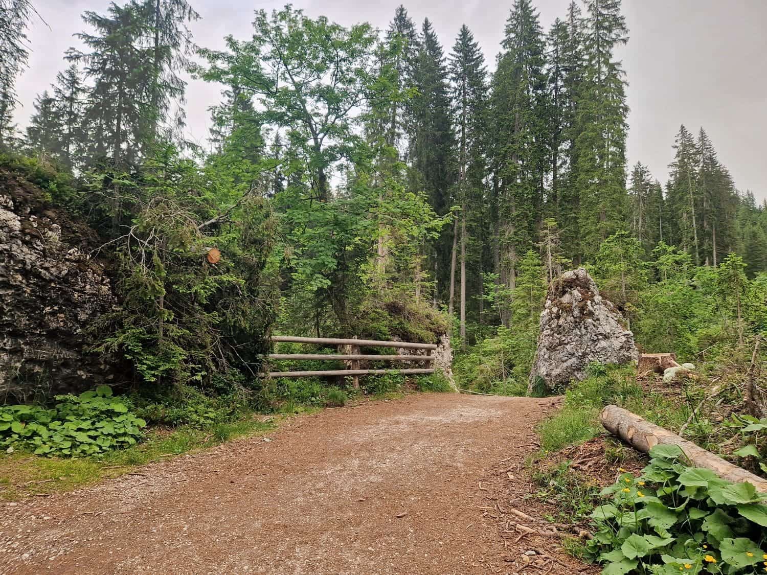 A scenic dirt trail winds through a lush, green forest with tall trees and dense foliage. A wooden fence lines the path on one side, while moss-covered rocks and large boulders are scattered around. The sky is overcast, adding a serene and peaceful atmosphere reminiscent of Lake Carezza's tranquility.