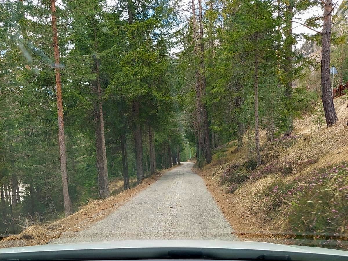 View from a car driving down a narrow, paved road surrounded by tall pine trees. The road is flanked by a forest with some patches of dry grass, creating a serene, natural landscape. The sky appears overcast, adding a calm ambiance.