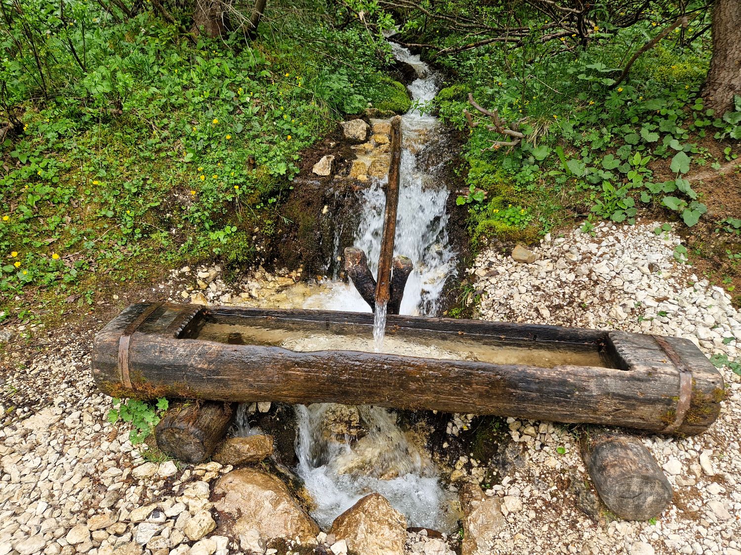A small wooden trough channels water from a mountain stream surrounded by lush green plants and rocks in a forested area.