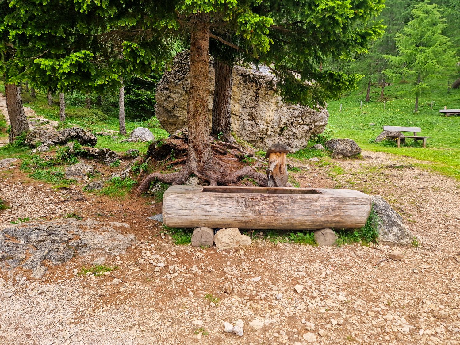 A rustic wooden trough sits under a tree with exposed roots and a large rock behind it, surrounded by grass, dirt, and scattered stones. A wooden bench and trees are visible in the background.