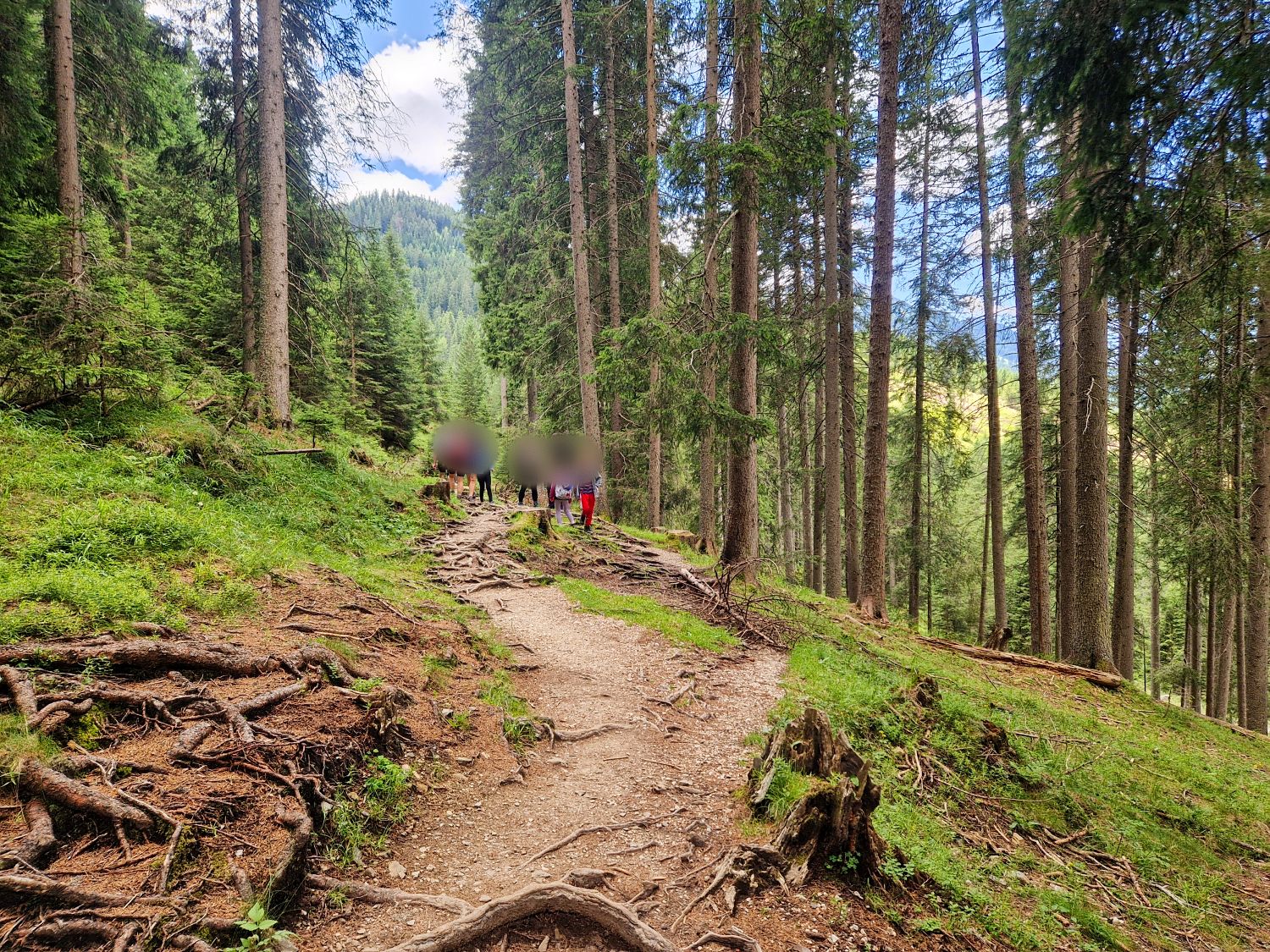A dirt trail winds uphill through a dense forest of tall pine trees. A group of hikers is walking along the path, surrounded by greenery and mountain scenery under a partly cloudy sky.