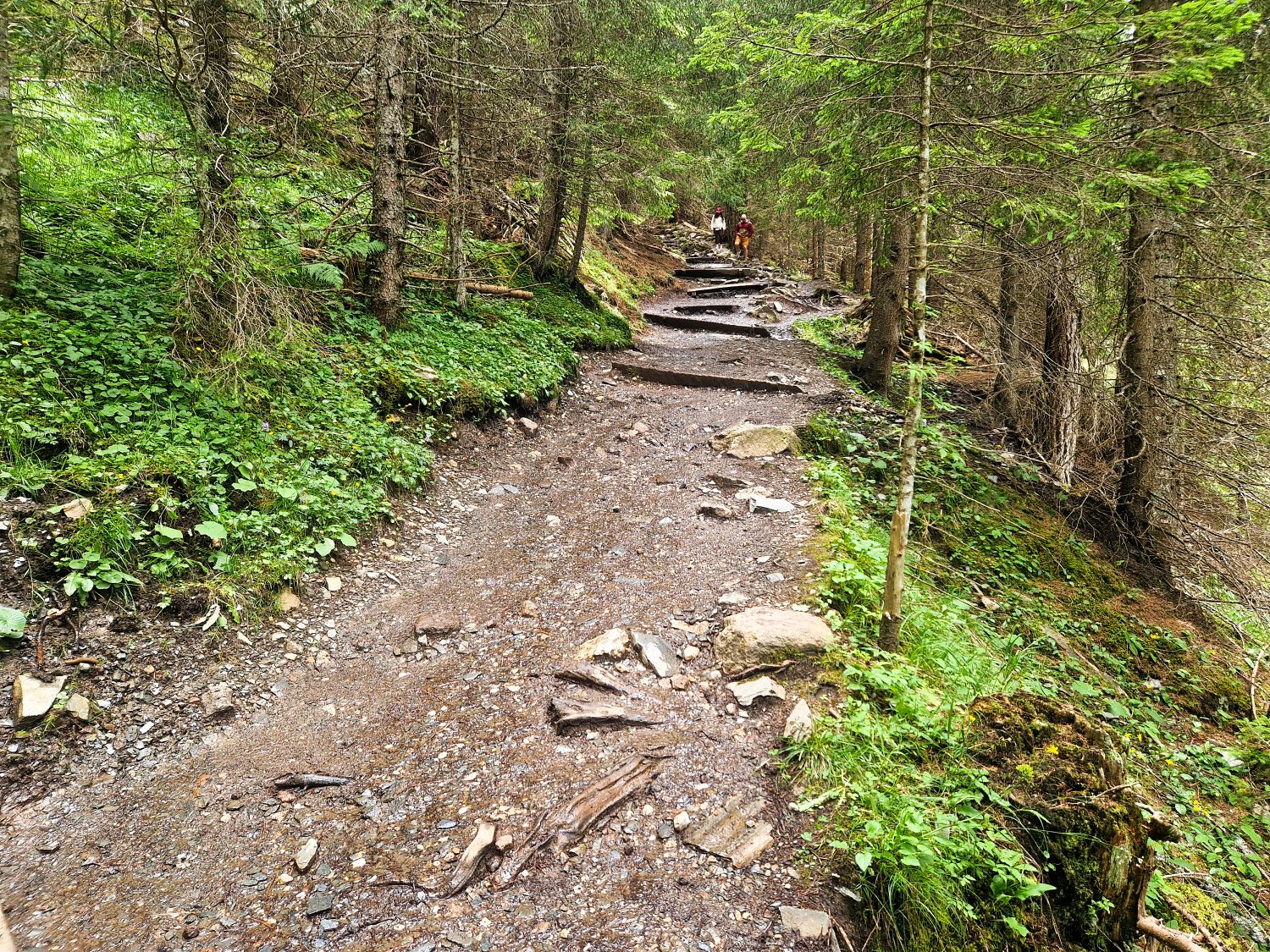 A dirt hiking trail winds uphill through a lush, green forest with tree roots and rocks scattered along the path. Two people are visible in the distance among the trees.