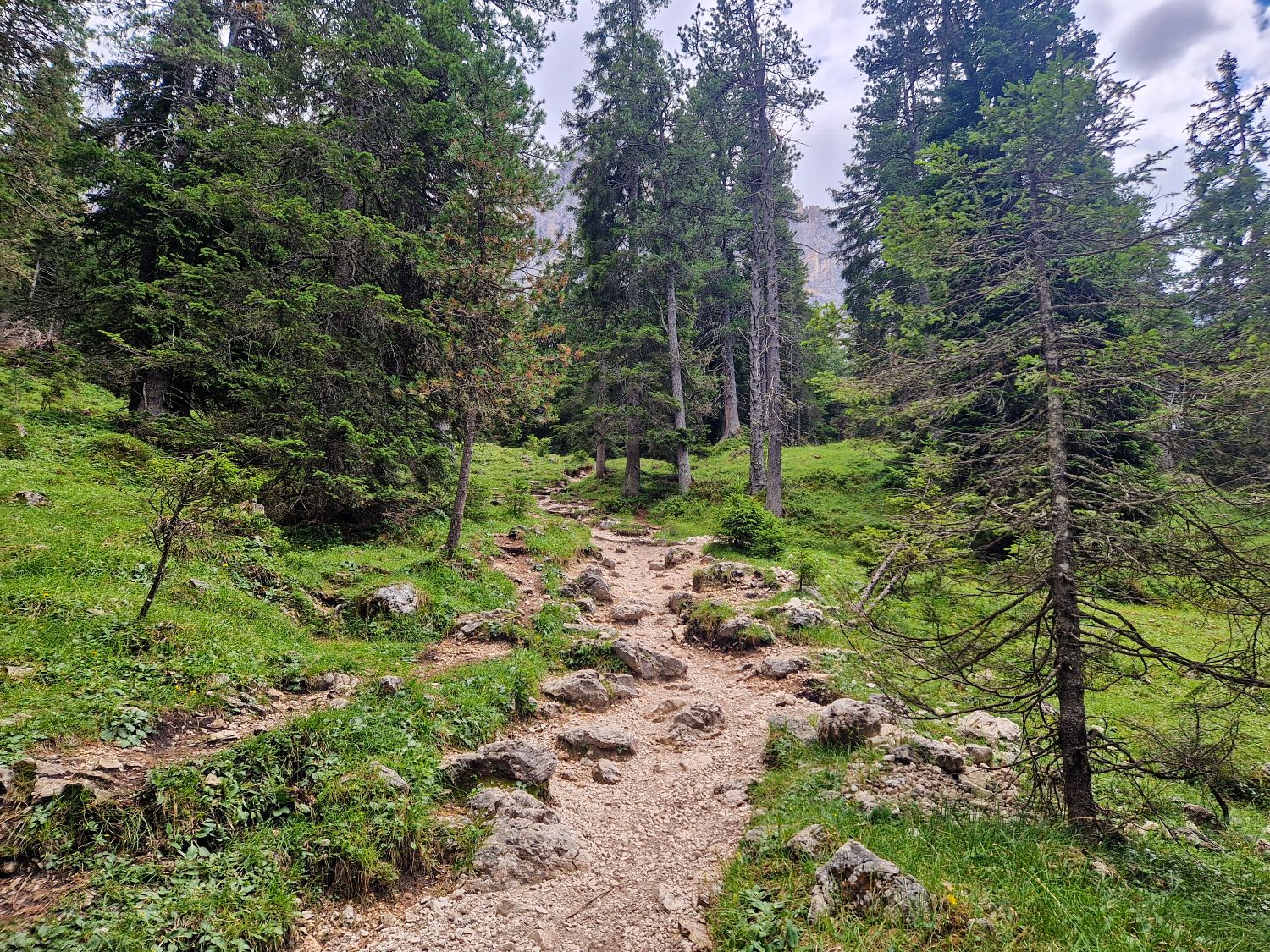 A rocky dirt path winds through a lush, green forest with tall trees and patches of grass, under a mostly cloudy sky.