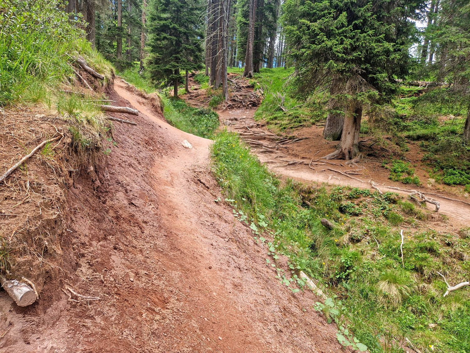 A dirt hiking trail winds through a forest with tall evergreen trees, exposed roots, and patches of green grass and plants on either side of the path.