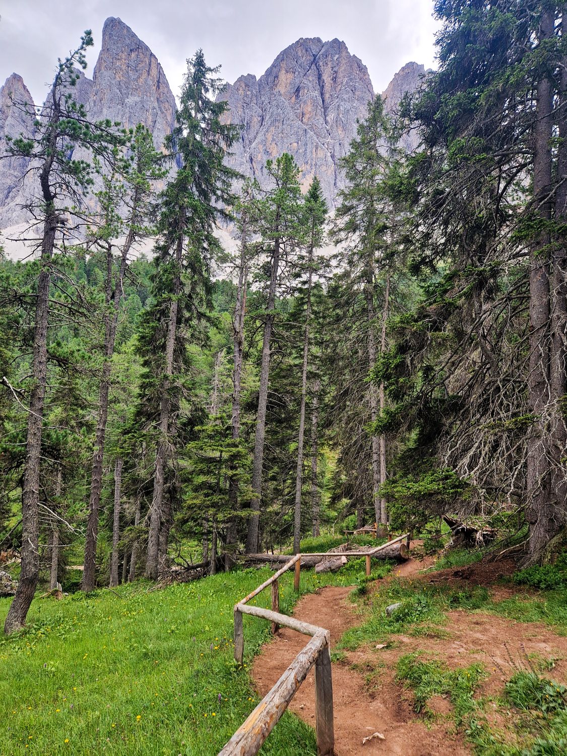 A dirt path with a wooden railing winds through a forest of tall pine trees, leading toward jagged, rocky mountain peaks in the background under a cloudy sky.