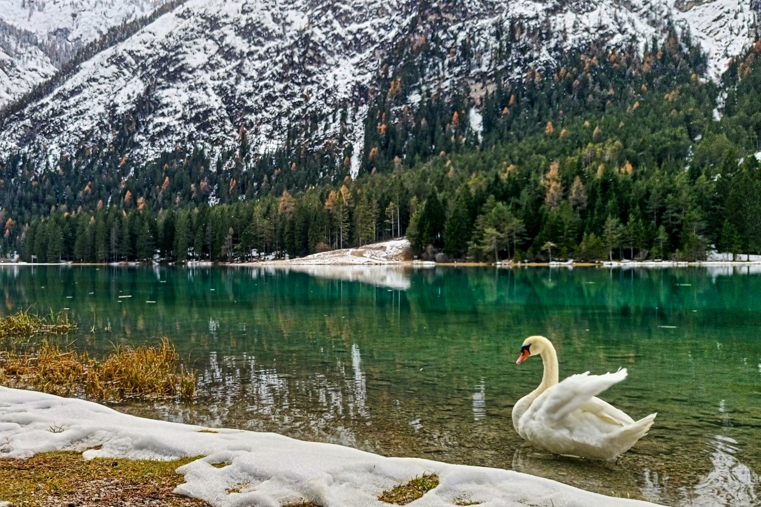 A white swan stands at the edge of a clear lake, surrounded by snow-dusted grass, with evergreen trees and snow-covered mountains reflected in the turquoise water.
